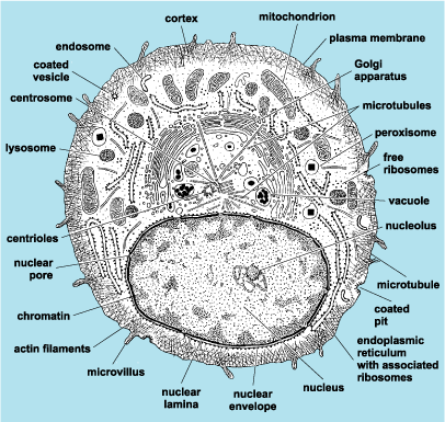 Labeled Plant Cell Electron Micrograph